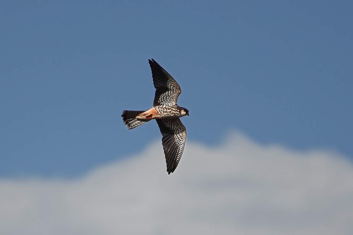 poštolka amurská - ML644636073