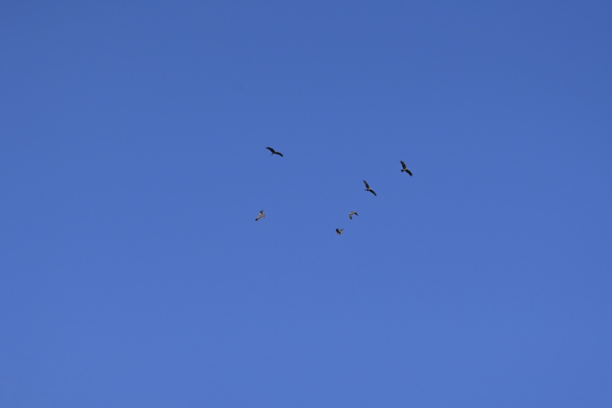 orel nejmenší - ML644636075