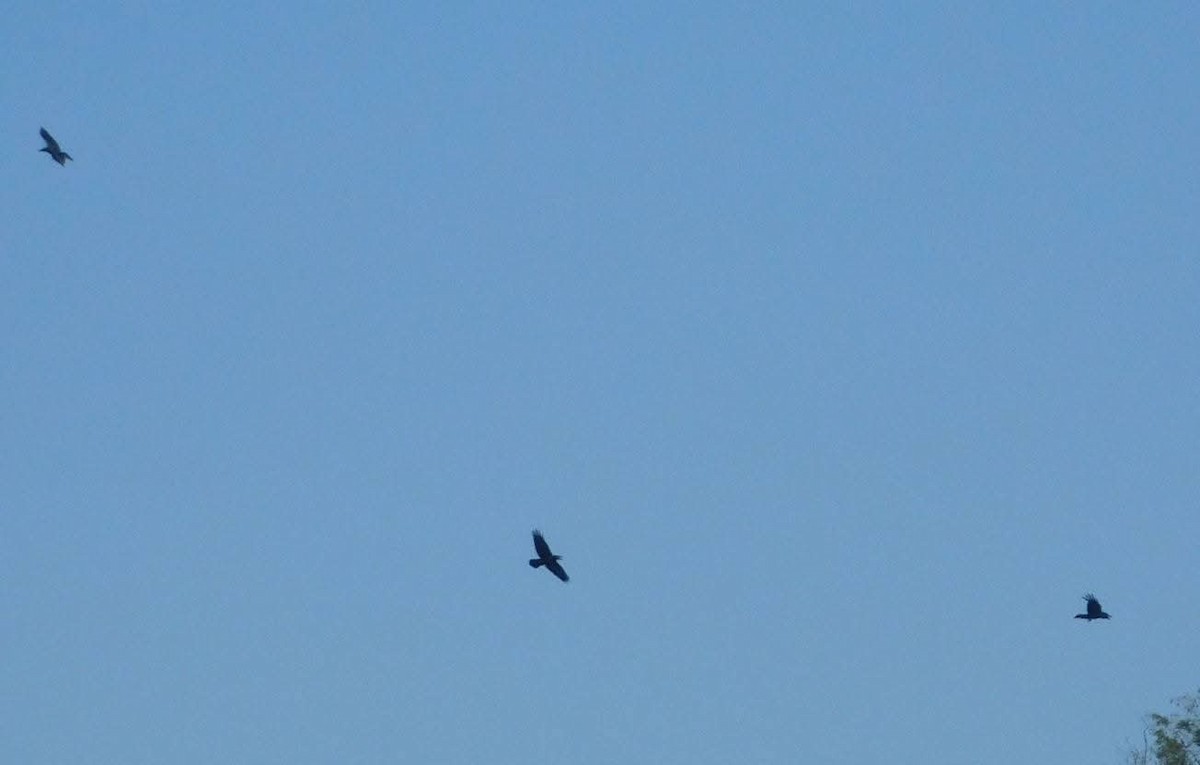 Хон хэрээ - ML644636078