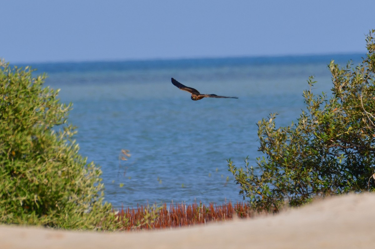 Pallid Harrier - ML644636080