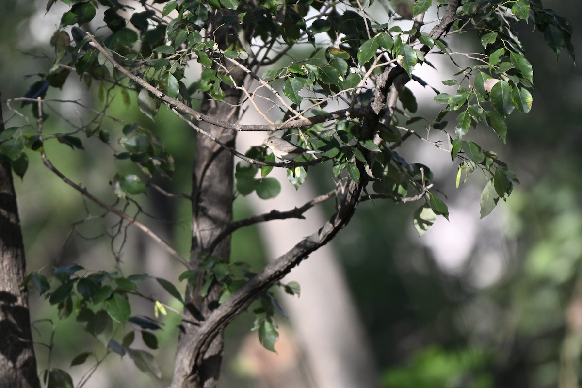 Red-breasted Flycatcher - ML644636083