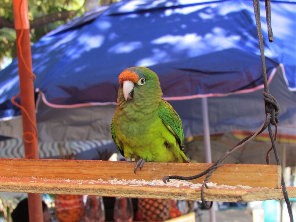 oransjepanneparakitt - ML644636084