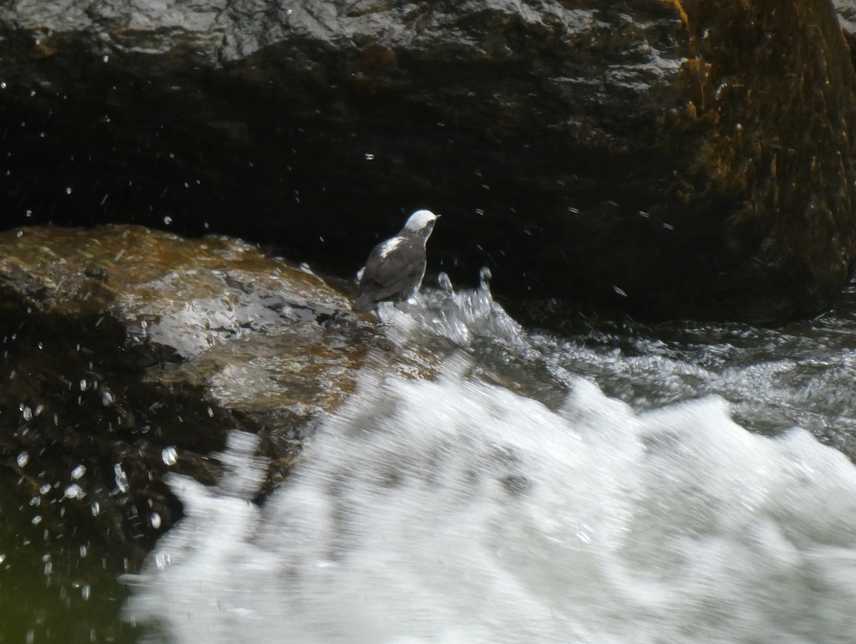 andesfossekall (leuconotus) - ML644636085