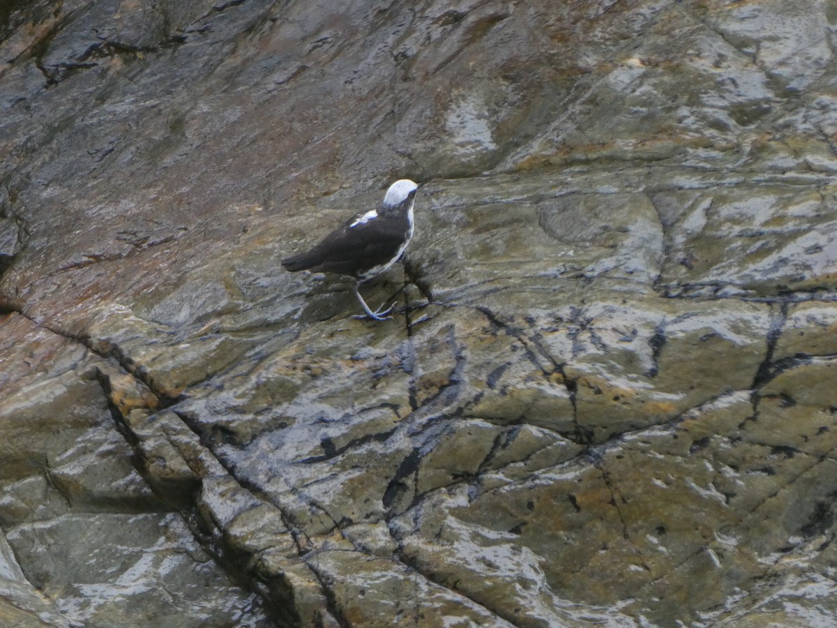 andesfossekall (leuconotus) - ML644636086