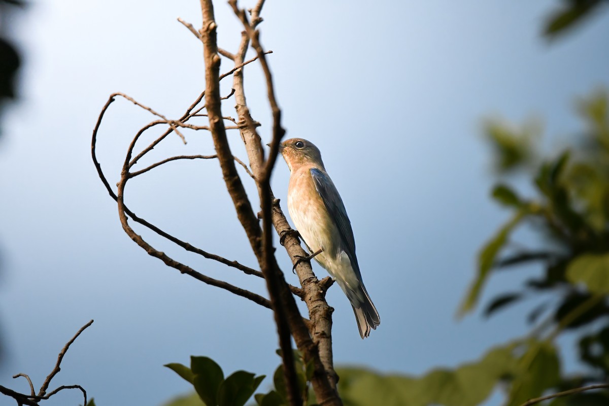 Blue-and-white Flycatcher - ML644636087