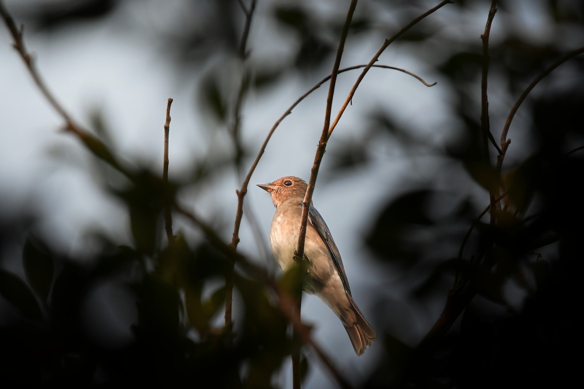 Blue-and-white Flycatcher - ML644636088