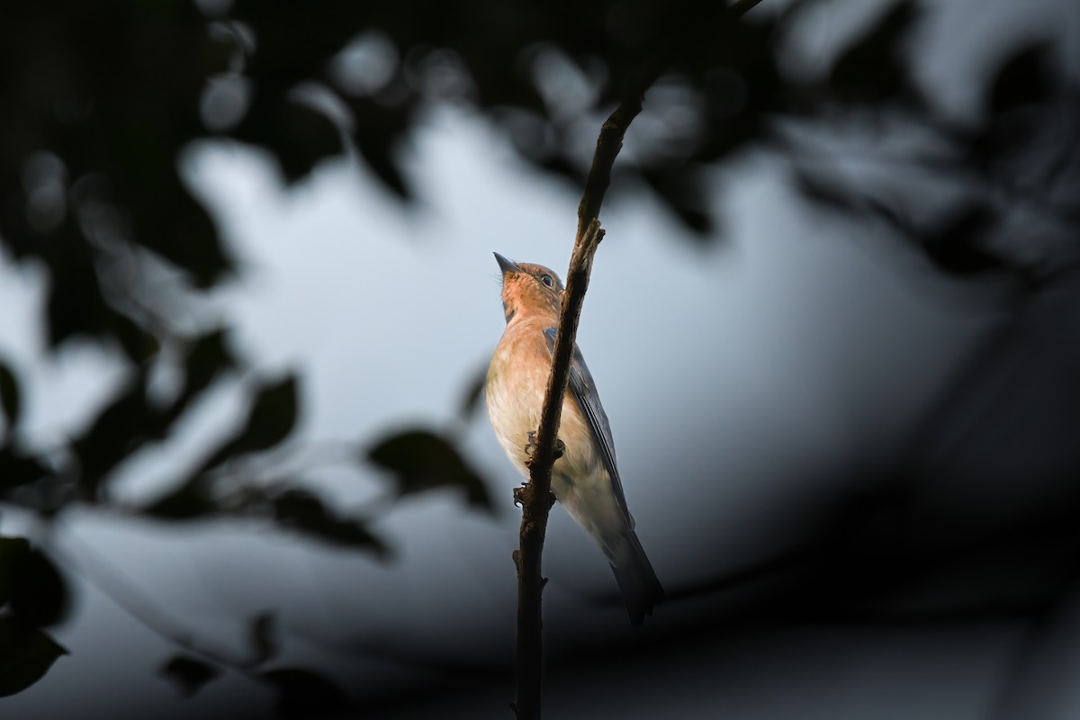 Blue-and-white Flycatcher - ML644636089