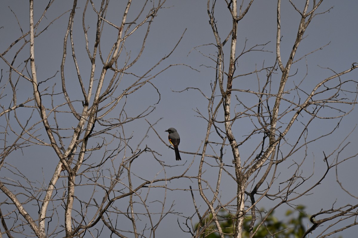 Zwergmennigvogel - ML644636094