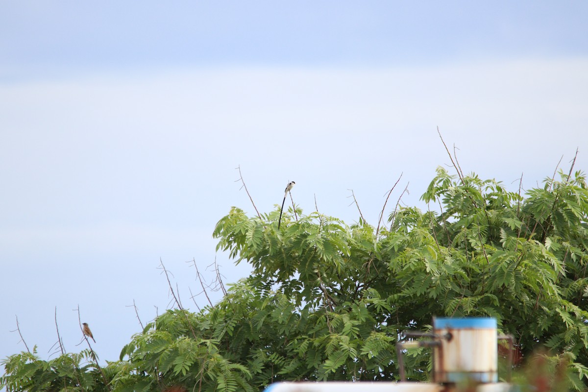 Вдовичка білочерева - ML644636095