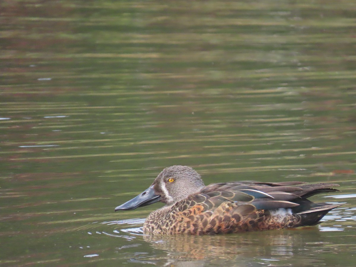 Широконіска австралійська - ML644636097