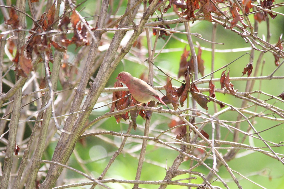 Red-billed Firefinch - ML644636100