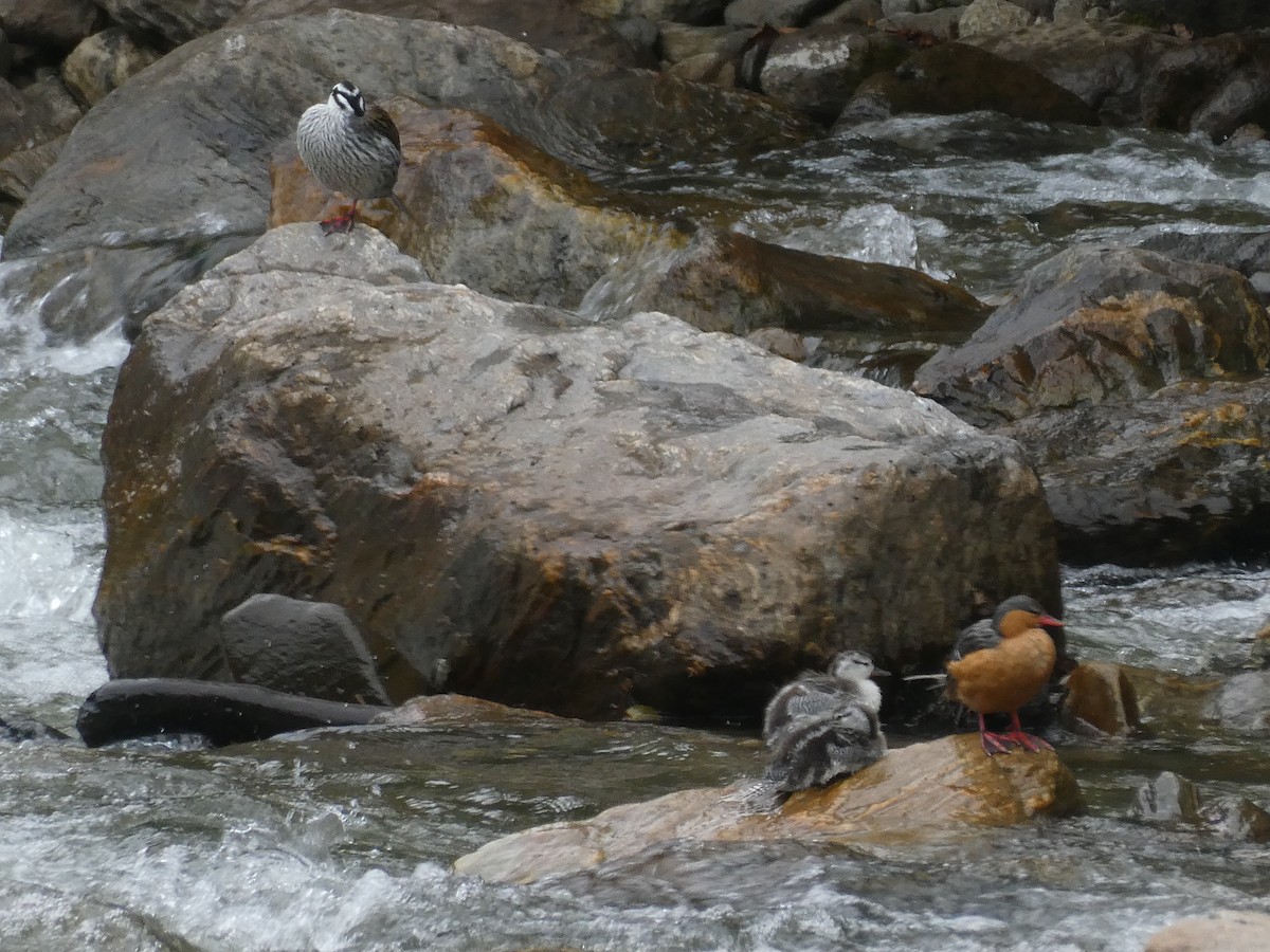 strømand - ML644636103