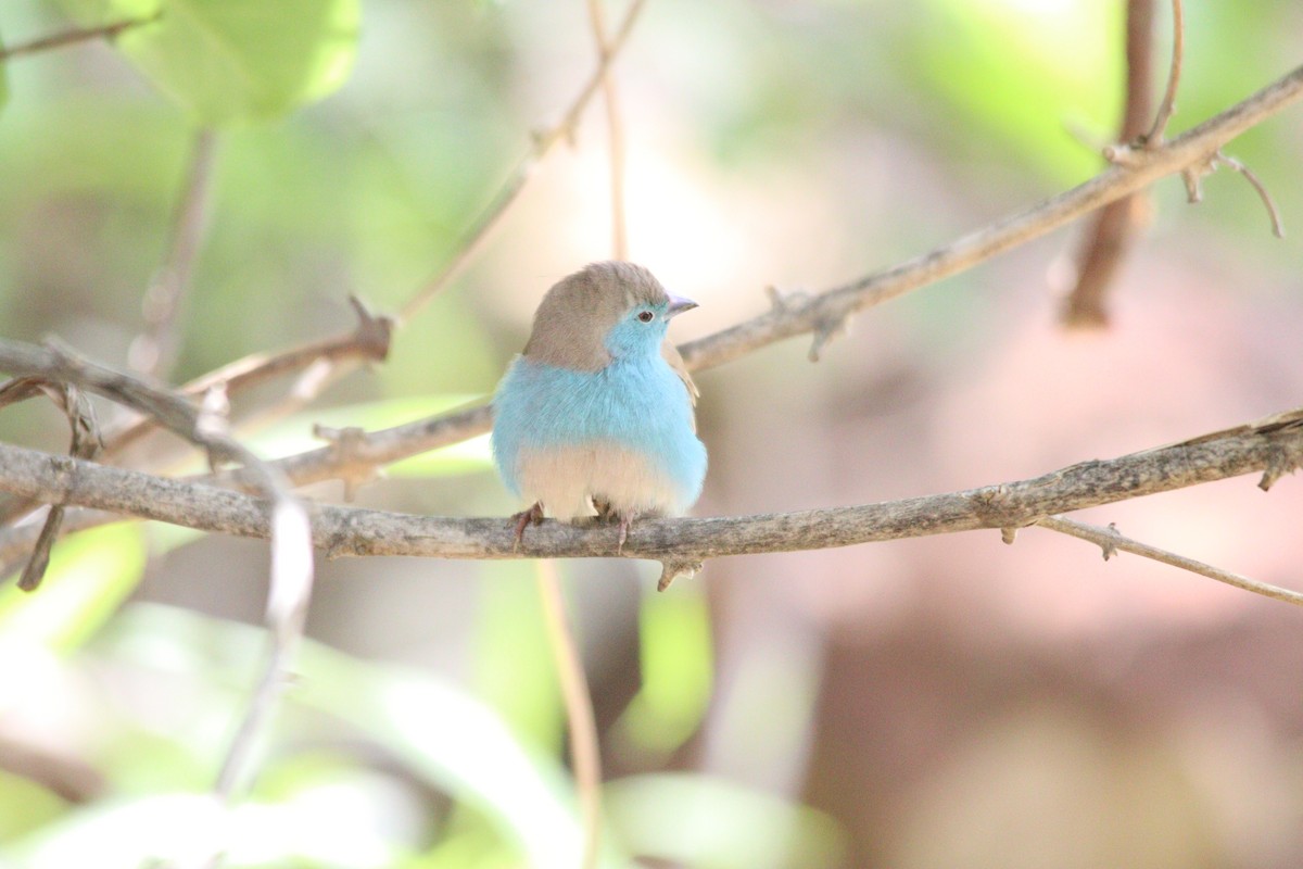 Southern Cordonbleu - ML644636106