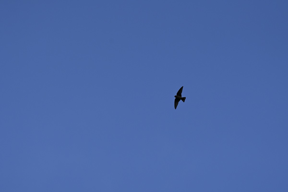 Dusky Crag-Martin - ML644636107