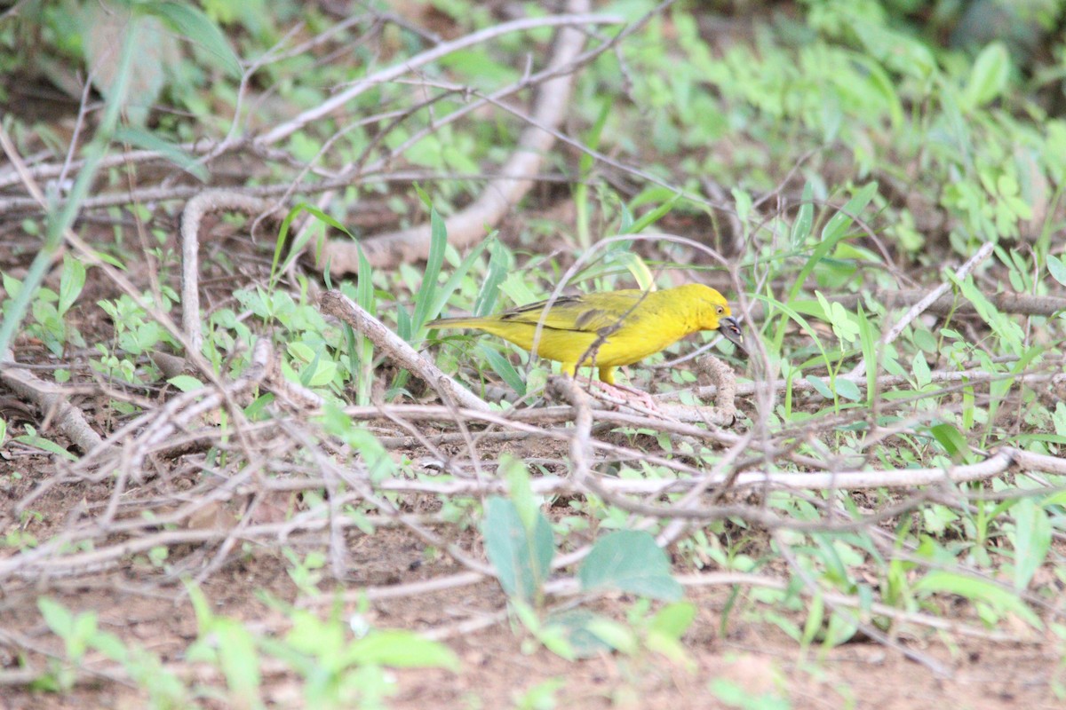 Holub's Golden-Weaver - ML644636108