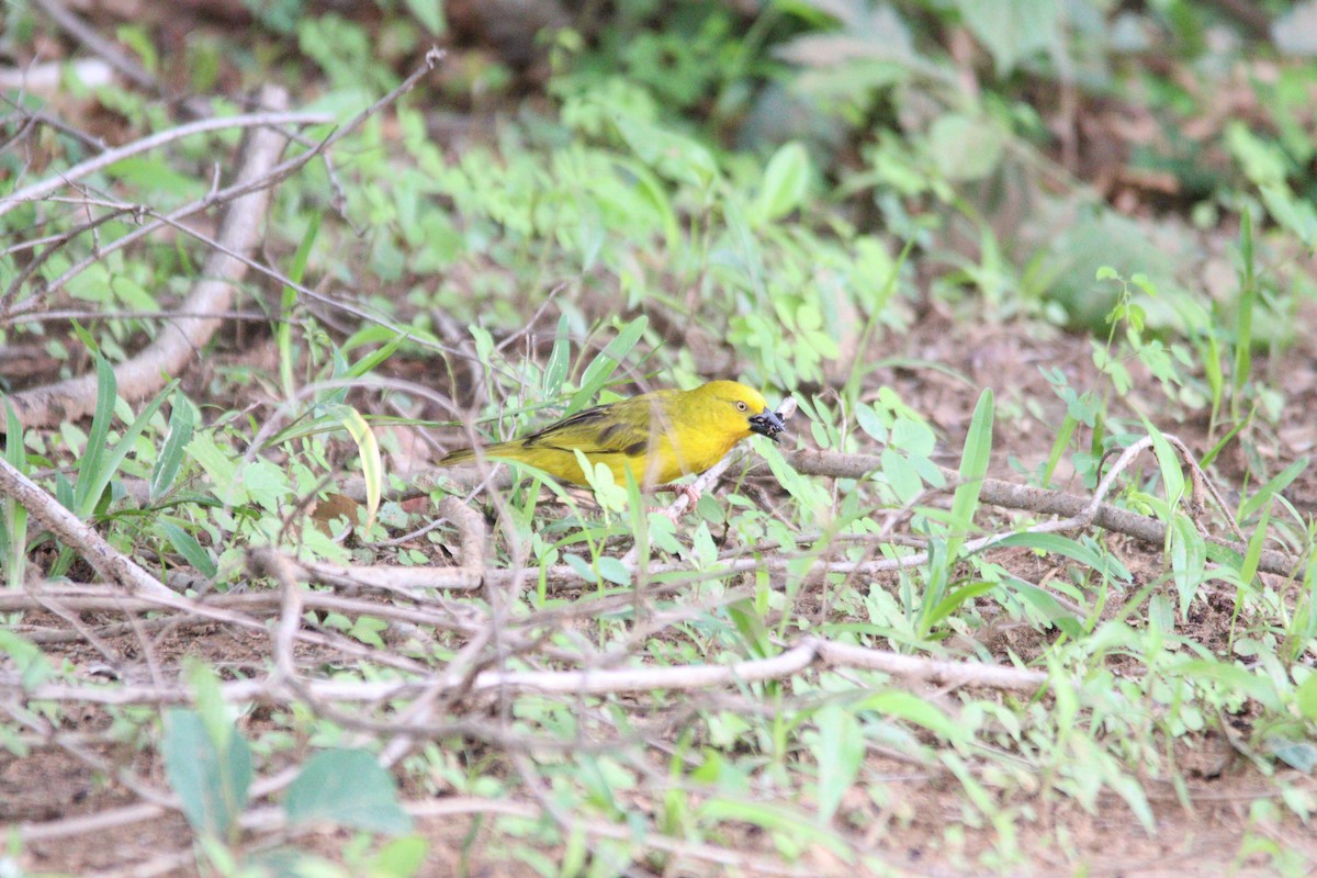 Holub's Golden-Weaver - ML644636109