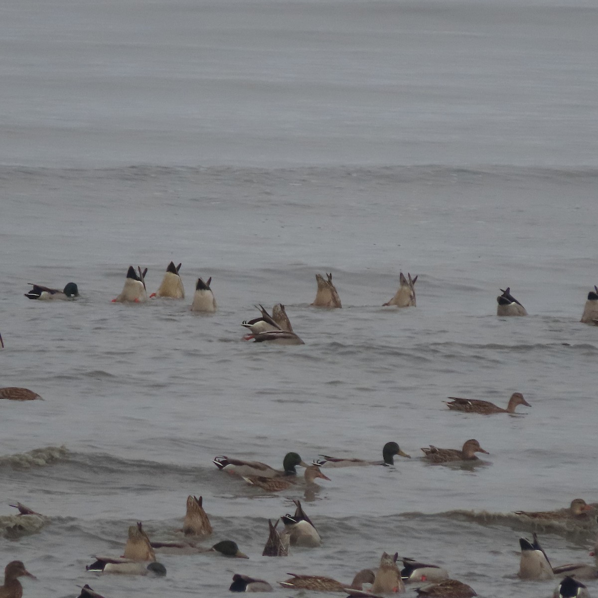 stokkand - ML644636114