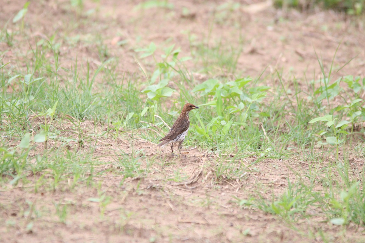 Violet-backed Starling - ML644636118