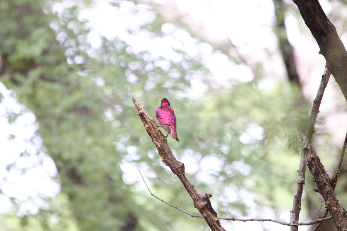 Violet-backed Starling - ML644636119