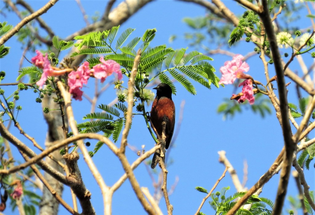 hagetrupial - ML644636121