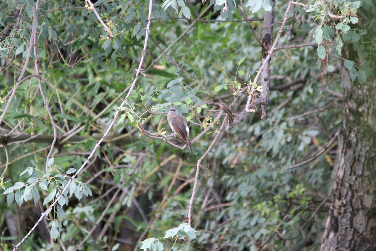Hartlaub's Babbler - ML644636122