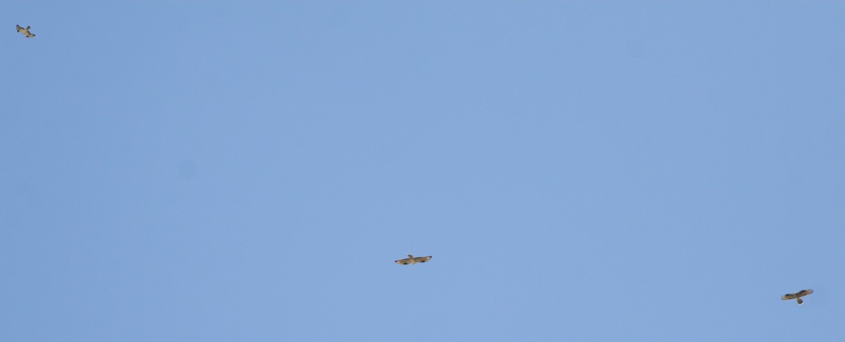 European Honey-buzzard - ML644636128