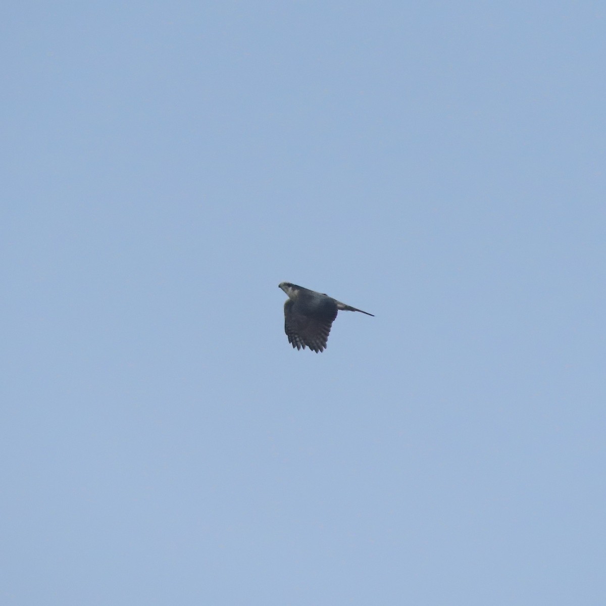 American Goshawk - ML644636129