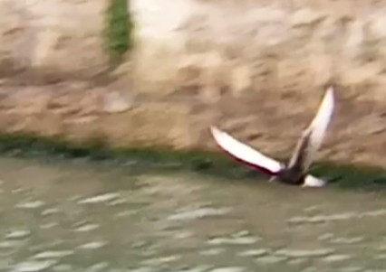 White-winged Tern - ML644636130