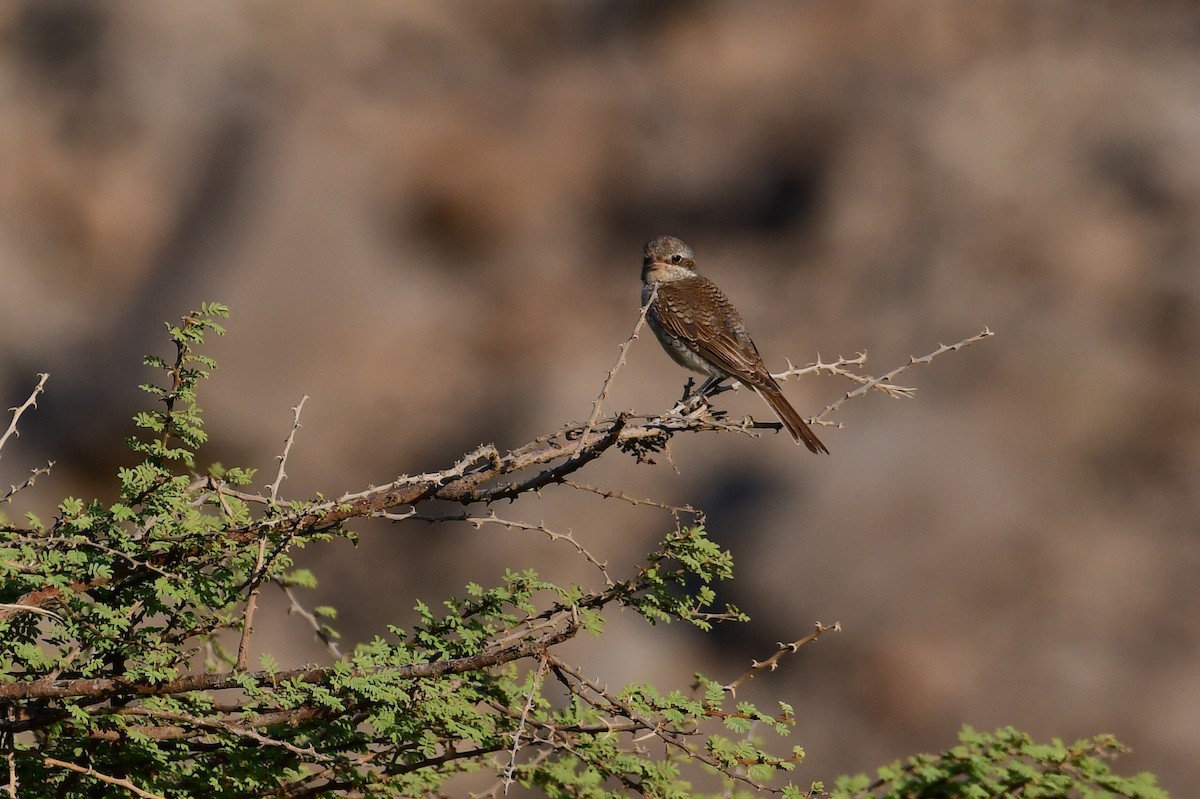 Red-backed Shrike - ML644636132
