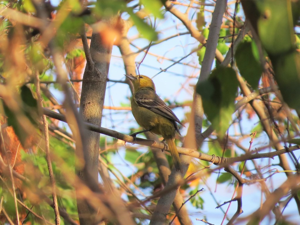 Hooded Oriole - ML644636137