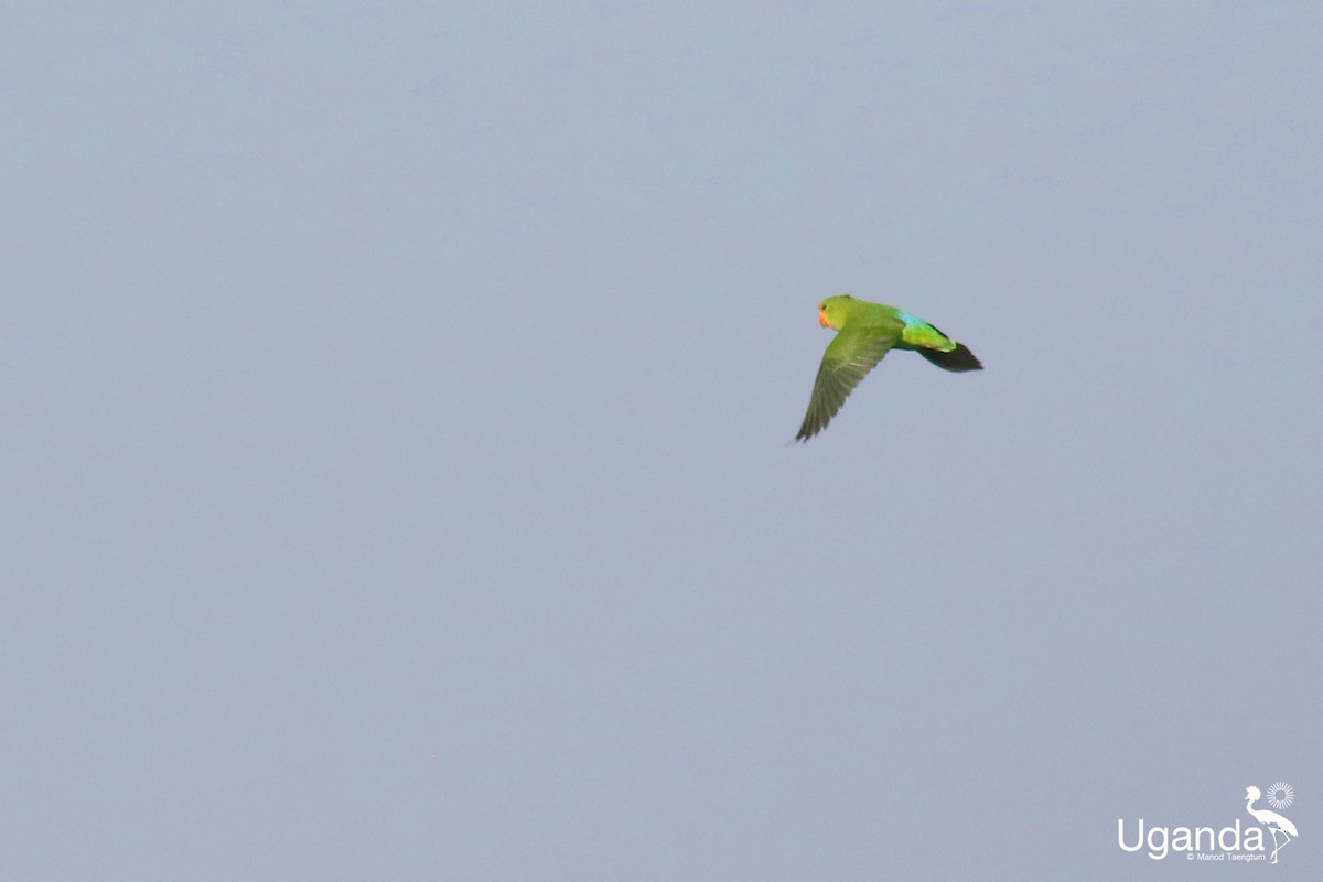 Red-headed Lovebird - ML644636139