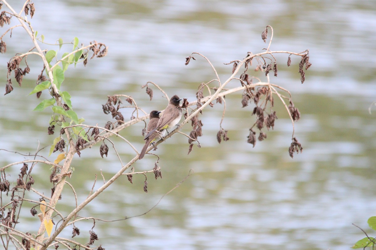 Common Bulbul - ML644636140