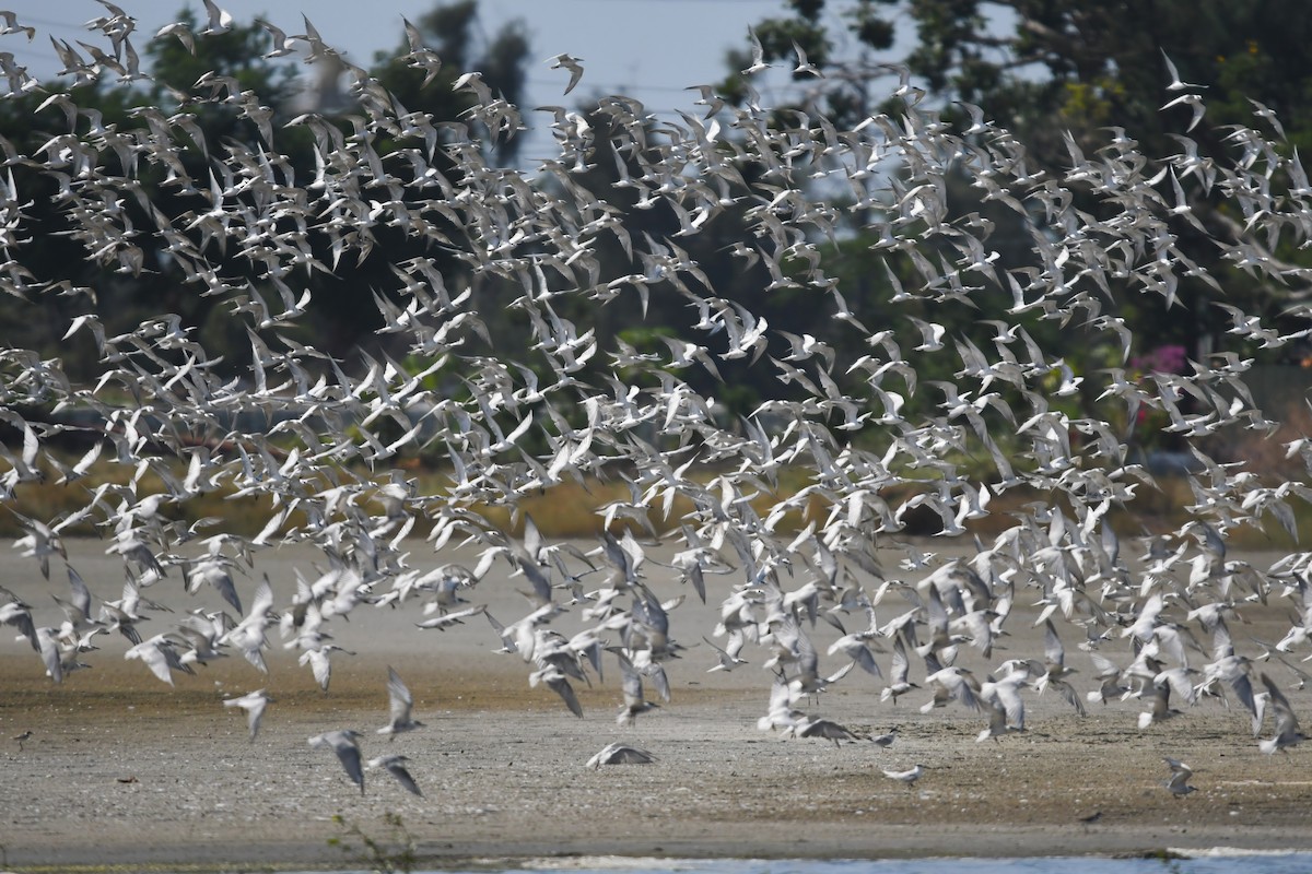 Whiskered Tern - ML644636142
