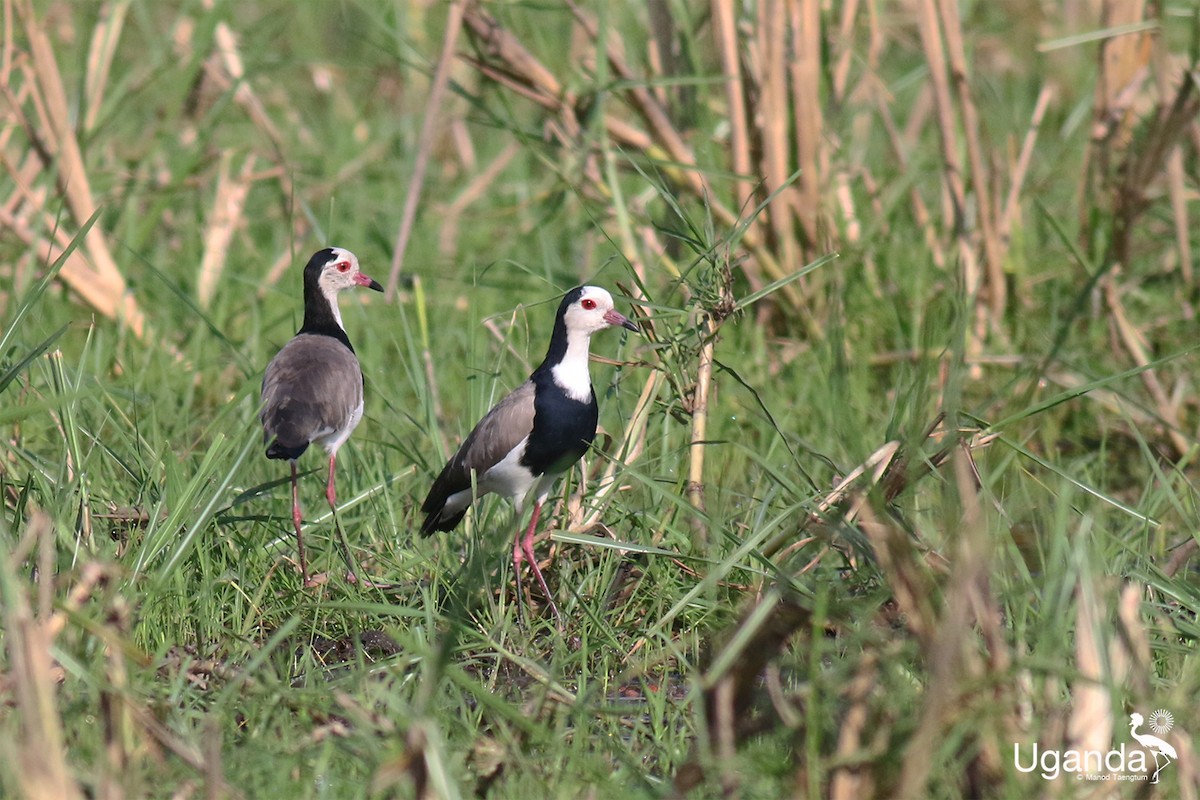 Long-toed Lapwing - ML644636143