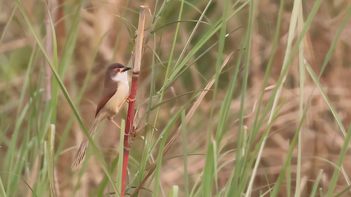 Yellow-eyed Babbler - ML644636147