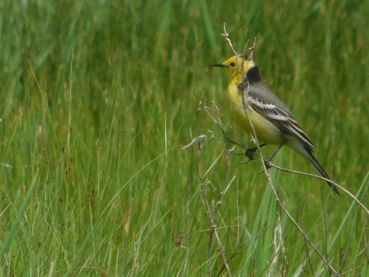 Citrine Wagtail - ML644636148
