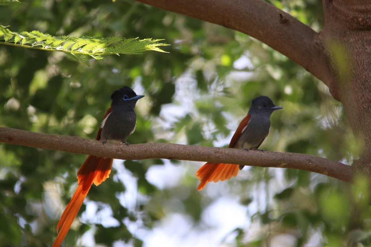 African Paradise-Flycatcher - ML644636152