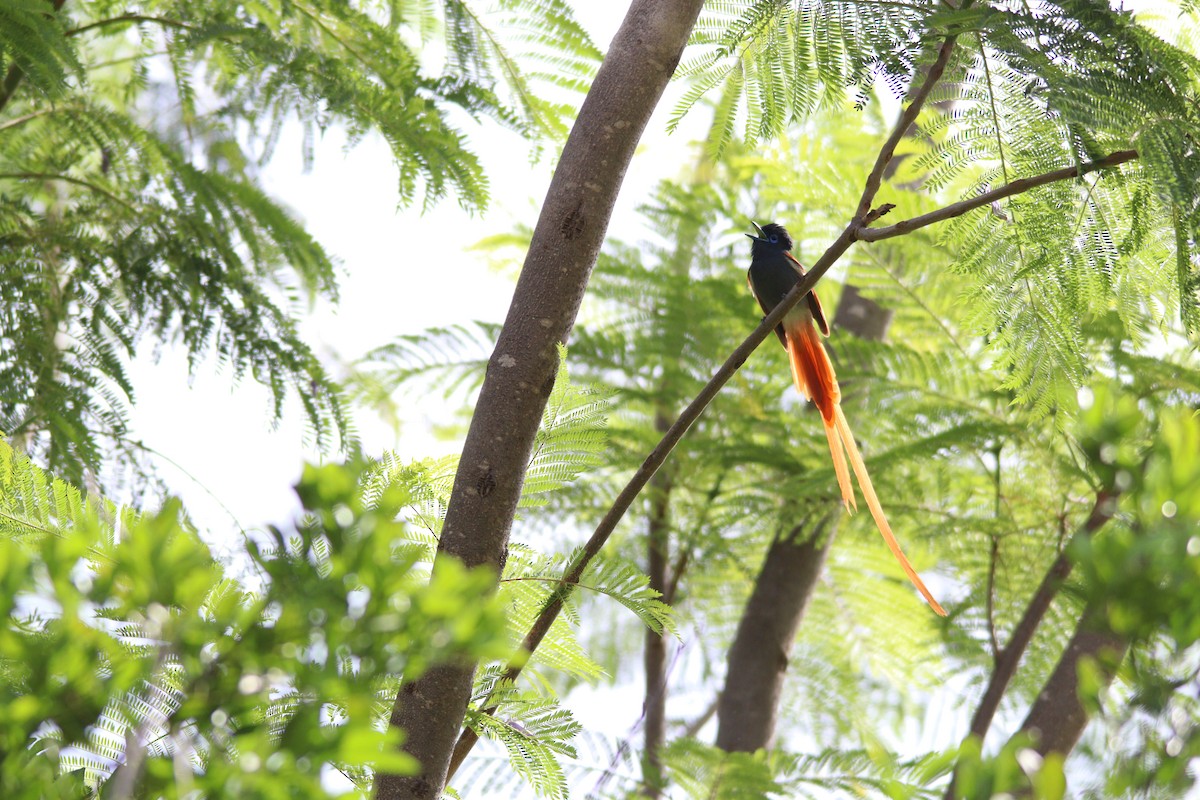 African Paradise-Flycatcher - ML644636153