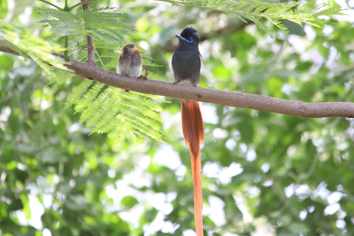African Paradise-Flycatcher - ML644636154