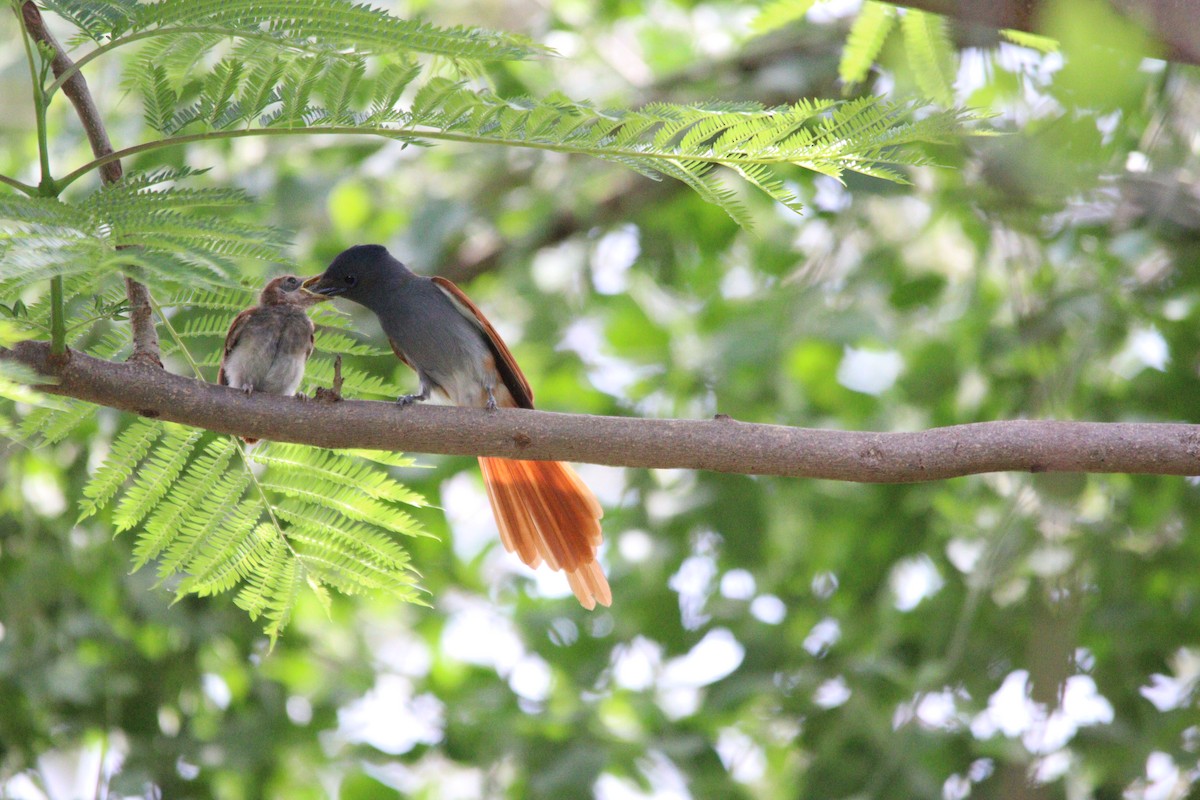 African Paradise-Flycatcher - ML644636155