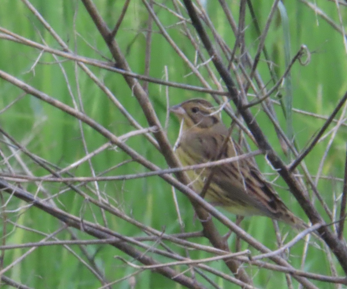 Yellow-breasted Bunting - ML644636156