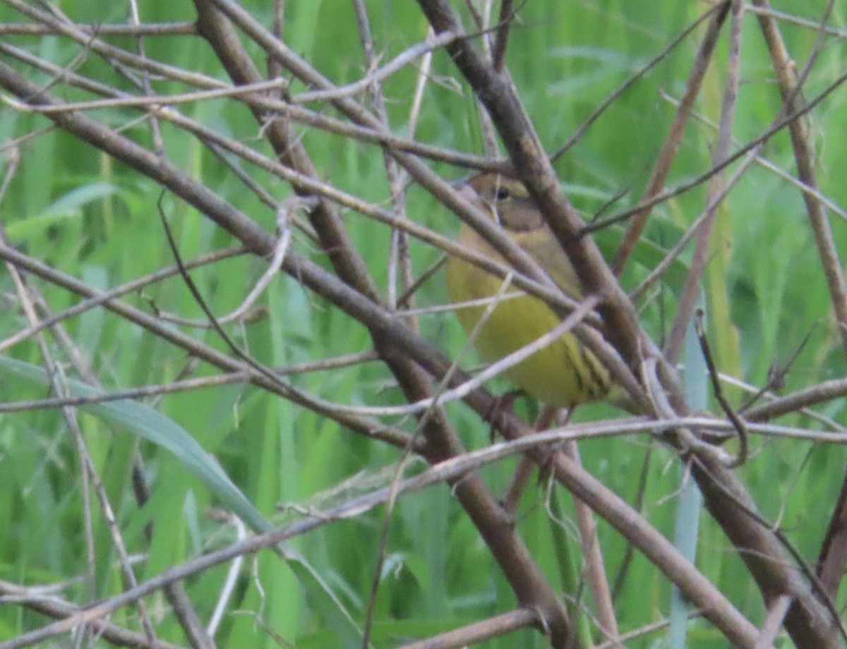Yellow-breasted Bunting - ML644636157