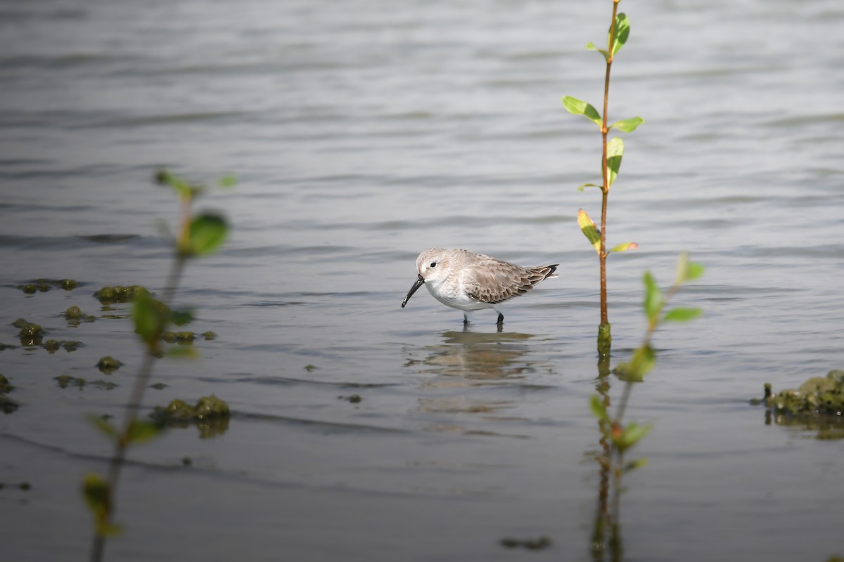 Dunlin - ML644636158