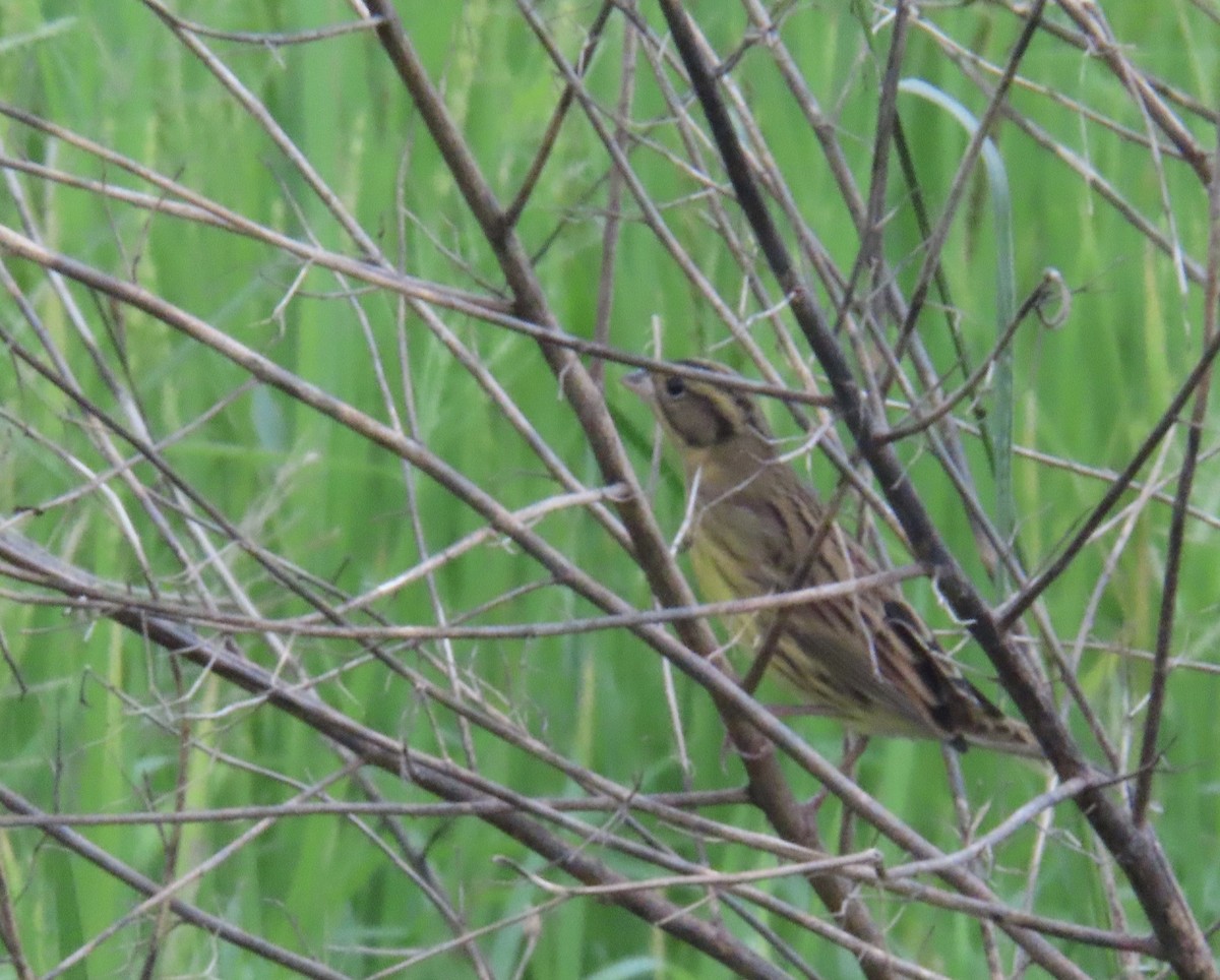 Yellow-breasted Bunting - ML644636159