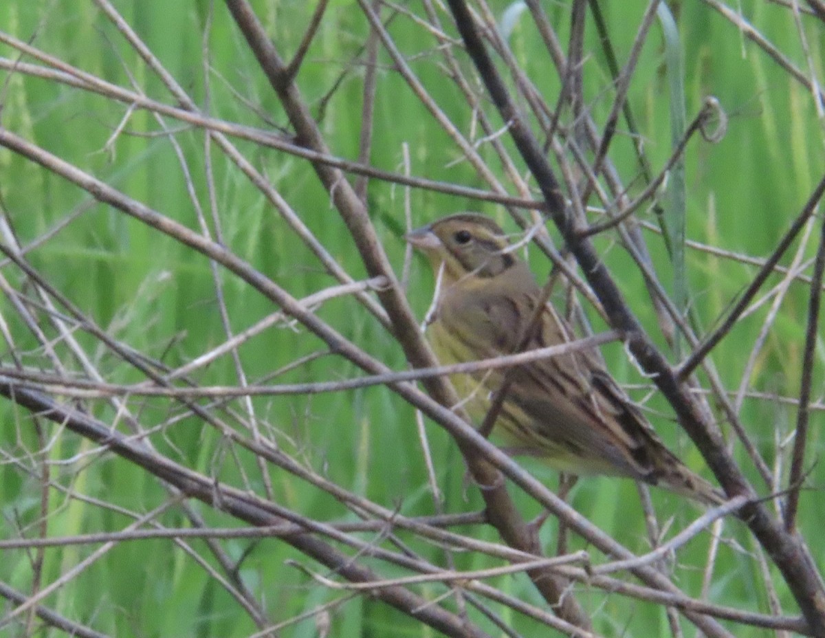 Yellow-breasted Bunting - ML644636161
