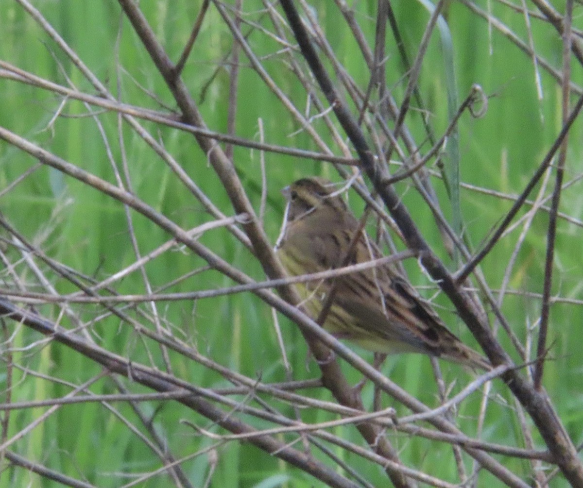 Yellow-breasted Bunting - ML644636162