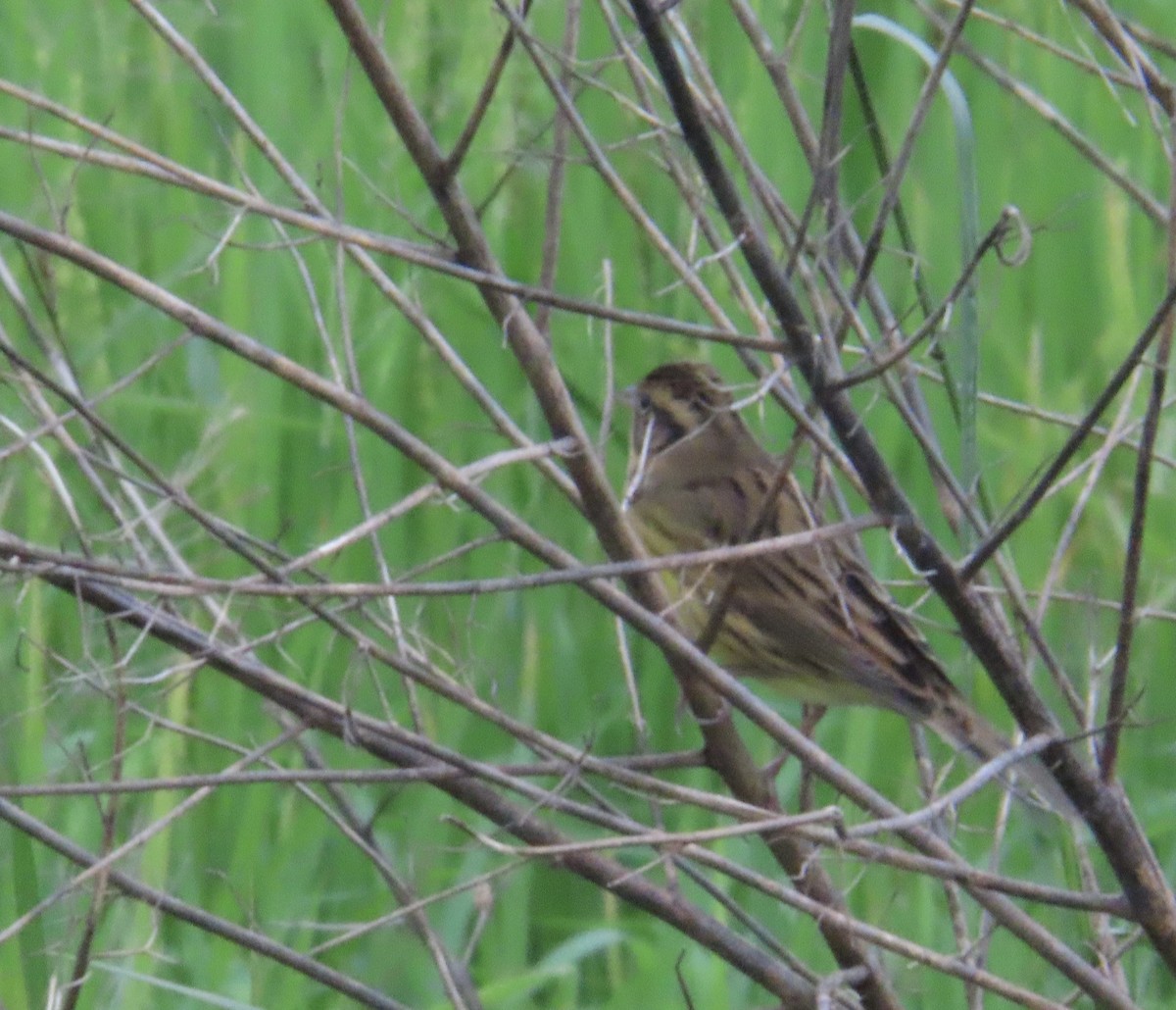 Yellow-breasted Bunting - ML644636163