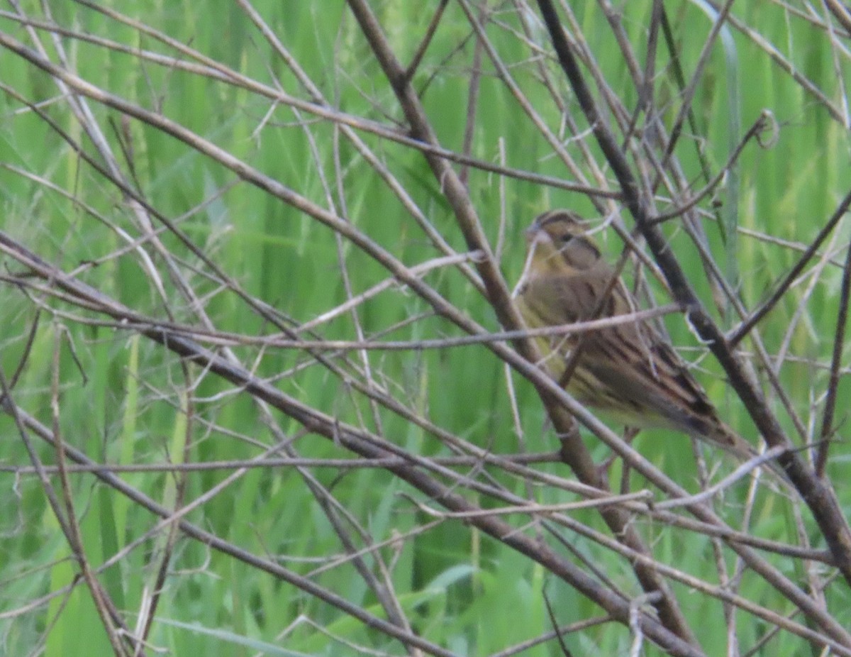 Yellow-breasted Bunting - ML644636164