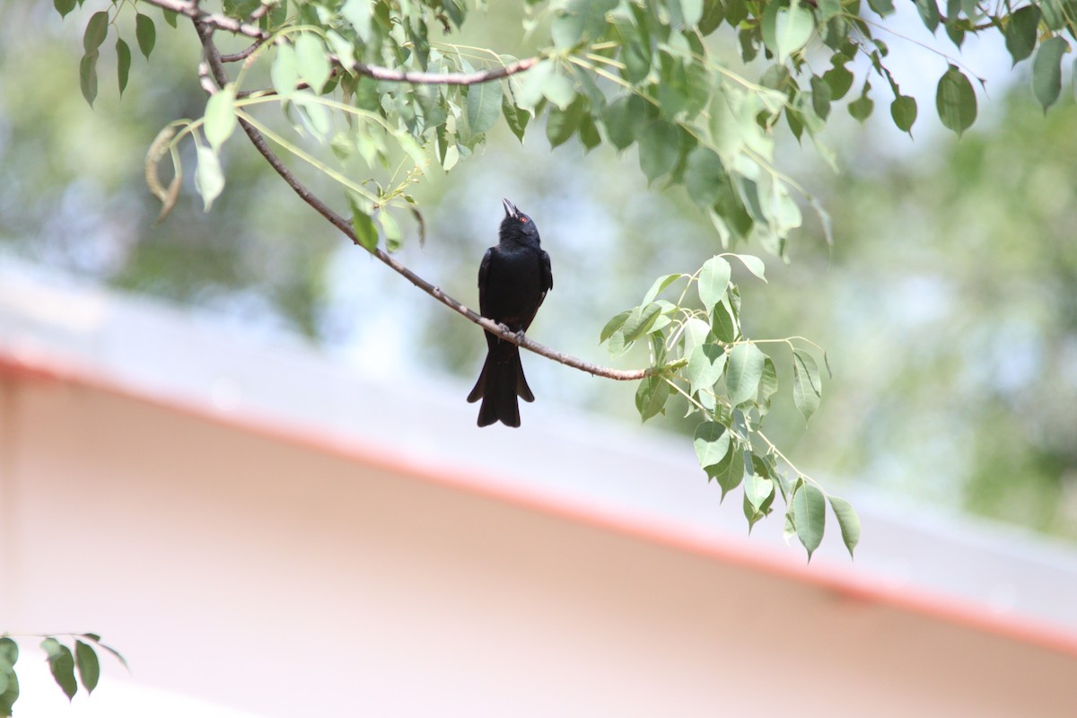 Fork-tailed Drongo - ML644636166