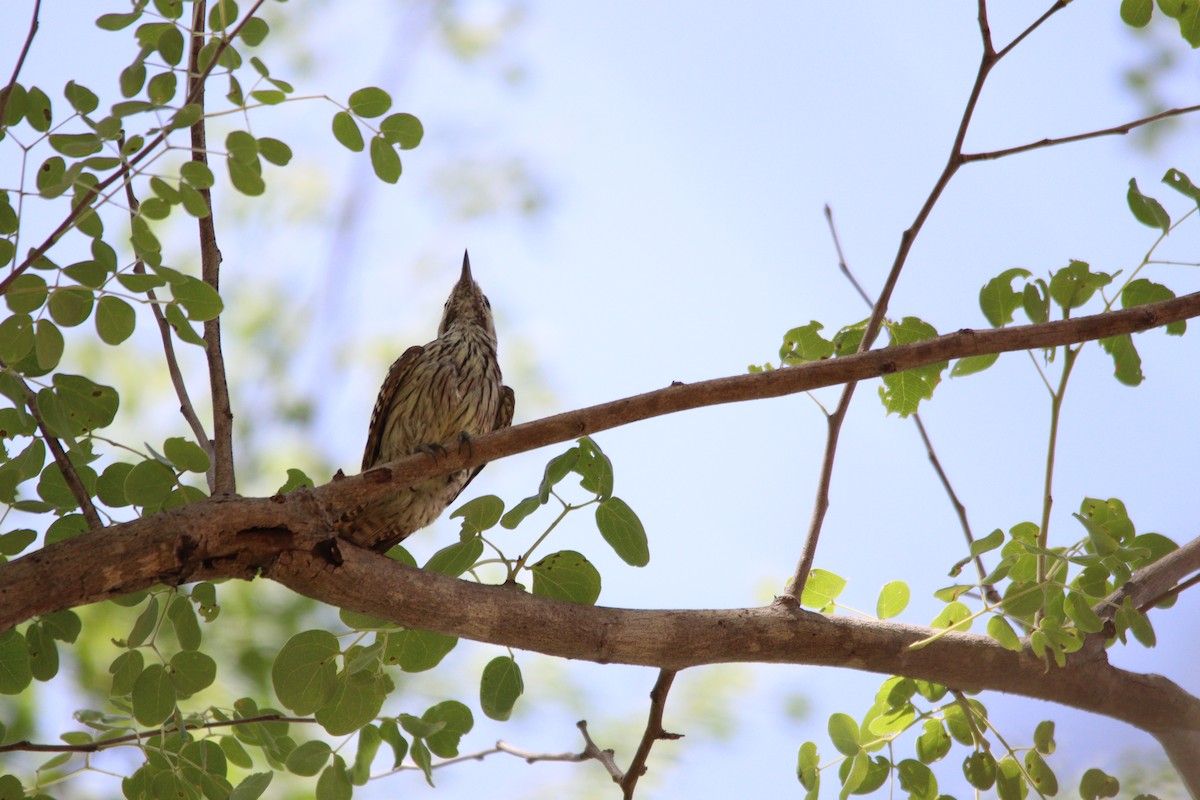 Cardinal Woodpecker - ML644636168